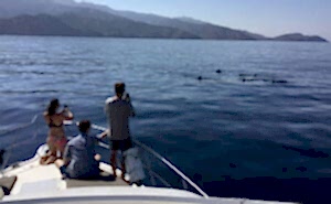 private whale watching charter marina del rey