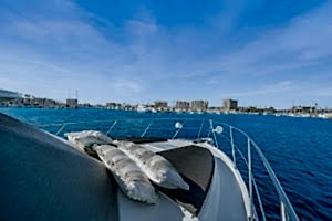Calico Yacht Charter place picture